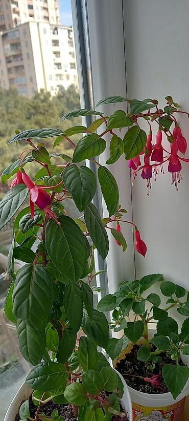 nokia yarpaq: Satılır: otaq gülləri kolleksiyası - Sardunya (Pelargonium) – bir — 4