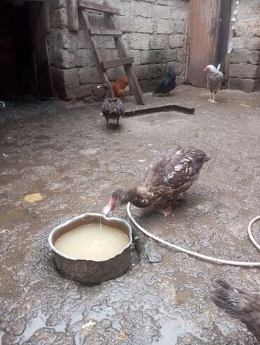 Digər quşlar: Salam. 4 ədəd erkək lal ördək satılır. 4 aylıq iri quşlardır. Düzdü — 6