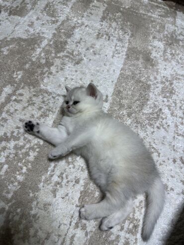 Pişiklər: Şinşilla, Erkək, Yaxşı əllərə, Ünvandan götürmə — 10