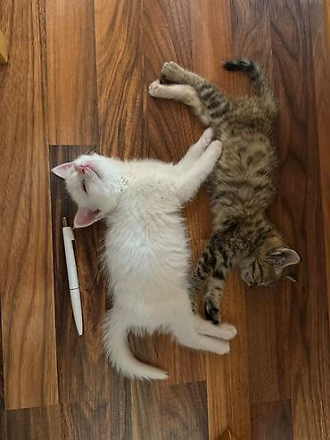 бархатные котята: 2 месяца, Мальчик — 1