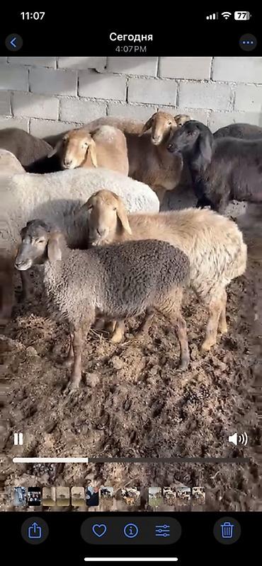 Баран, овца: Продаю | Ягненок | Для разведения | Племенные — 2