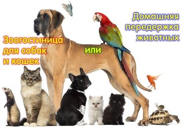 стрижка кошек с выездом на дом: Временная передержка на дому, без клеток и вольеров на время Вашего