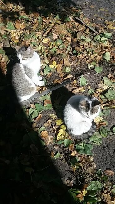 домик для кота: 4 месяца, Мальчик