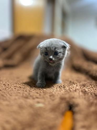 Pişiklər: Şotland — 10