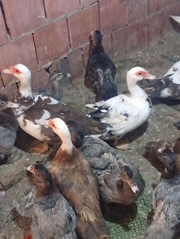 ev iti type 1: Tam sağlam ördəkler satılılir 26 sı bala 14 Azından kuban sortlu ördək — 2