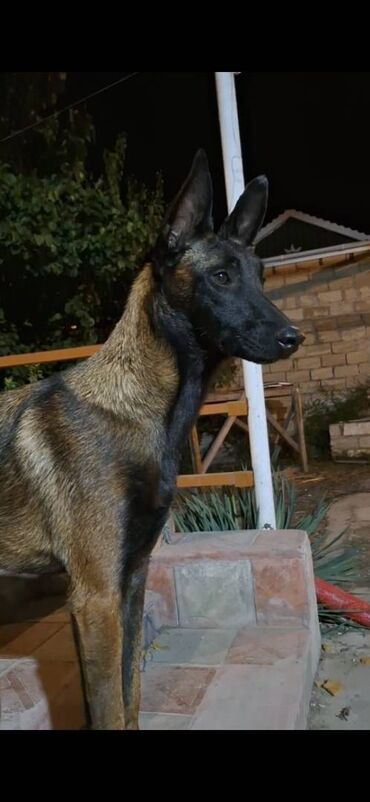 İtlər: Belçika çoban iti, Dişi, Peyvəndli — 10