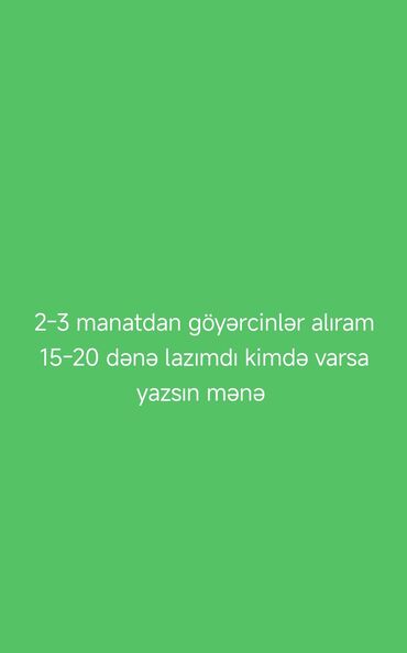 Göyərçinlər: 2-3 manata göyərçin alıram. 15-20 ədəd lazımdır. Kimdə varsa, mənə