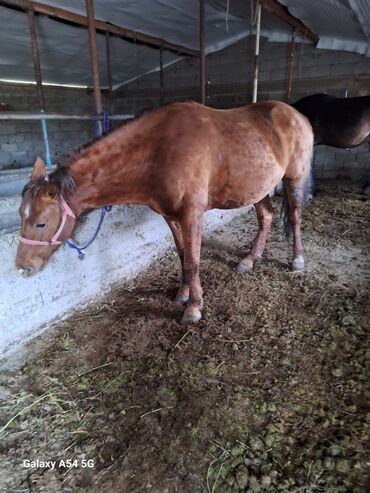 домик для животных: Сатам | Бээ (ургаачы) | Жумушка