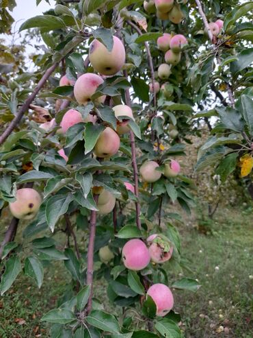 Həyət evləri və villaların satışı: 3 otaqlı, 130 kv. m, Kredit yoxdur, Təmirsiz — 25