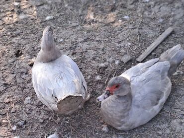 Ördəklər: Lal ördəklər satılır topdan 17 azn .Tək tək qiymətlər — 20
