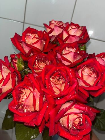 Садовые цветы и кустарники: Саженцы цветка: Розы — 14