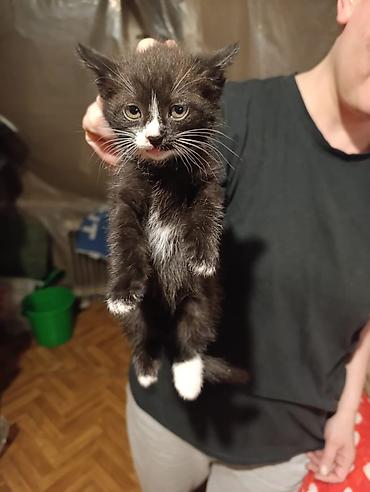 Отдам даром кошку: Котята девочки мальчики 1,5 месяца (серые мальчики, чёрно-белым — 7