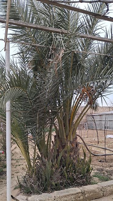 banan agaci: Xurma (xurma xurması) palm ağacı biri 8 illik 4-5 metr 400 manat biri — 2