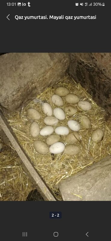 Yumurta: Oxu yaz . Yerli qaz yumurtalari satilir qiymet 2.50 mnt cox goturene