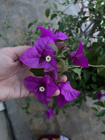 Комнатные растения: Фиолетовая бугенвиллия 

Очень взрослый куст!!!!
