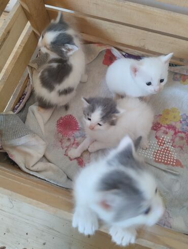 Pişiklər: Erkək, Dişi, Yaxşı əllərə, Ünvandan götürmə
