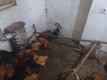 yumurtaliq toyuq satisi: Toyuq, Yumurtalıq — 10
