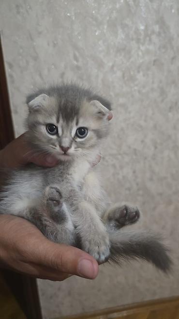 Pişiklər: Tabbi, Yaxşı əllərə — 7
