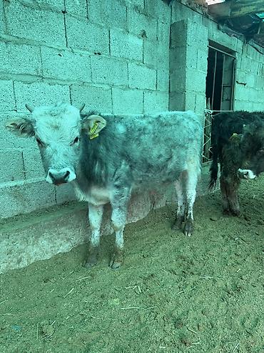 Коровы, быки: Продаю | Бык (самец) — 4