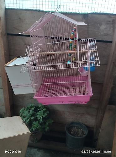 bulbul qefesi: Quş qəfəsi – hündür tağlı model watsap akrivdi - Rəng: qara metal — 8
