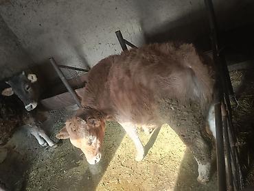 Коровы, быки: Продаю | Бык (самец), Тёлка | Ангус, Алатауская | На откорм, На забой, Для разведения | Искусственник at lalafo.kg — 8 Коровы, быки: Продаю | Бык (самец), Тёлка | Ангус, Алатауская | На откорм, На забой, Для разведения | Искусственник — 8