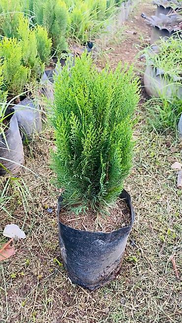 Thuja (konik/qədim kiparis) şitili – qara polietilen torbada lalafo.az -da Thuja (konik/qədim kiparis) şitili – qara polietilen torbada