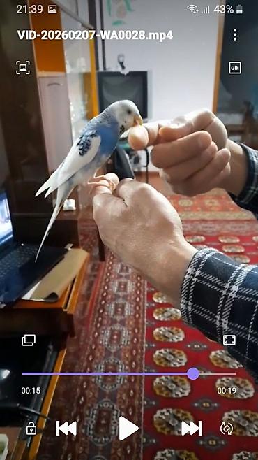 Tutuquşları: Ələ öyrəşmiş quşdu fikri ciddi olan vatcapa yazsin sumqayìt — 18