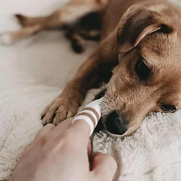 feisty pets: LILA LOVES IT – Dental Micro-Fleece prst za čišćenje zuba za pse i — 6