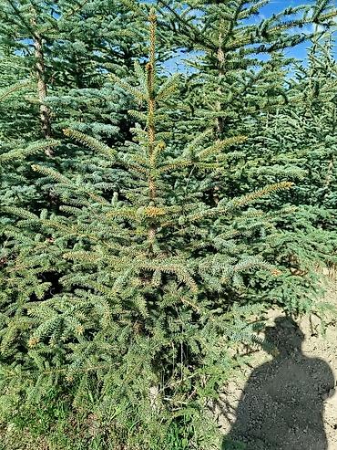 Берёза: Саженцы Платная доставка — 7