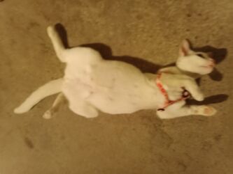 Pişiklər: Erkək, Dişi, Yaxşı əllərə, Ödənişli çatdırılma — 10