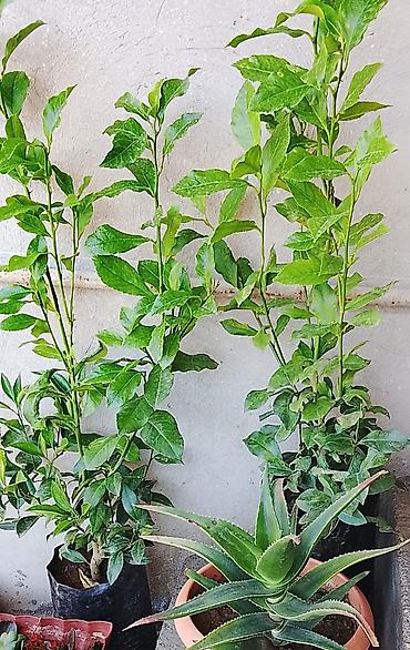 алоэ пайдасы: Məhsul: Saksıda dekorativ və faydalı bitkilər - Aloe vera (saksıda) — 1