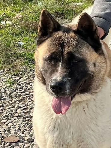 balaca it cinsləri: Akita-inu, 4 il, Dişi, Sənədli — 1