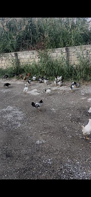 ağ toyuq: Toyuq, Yumurtalıq — 1