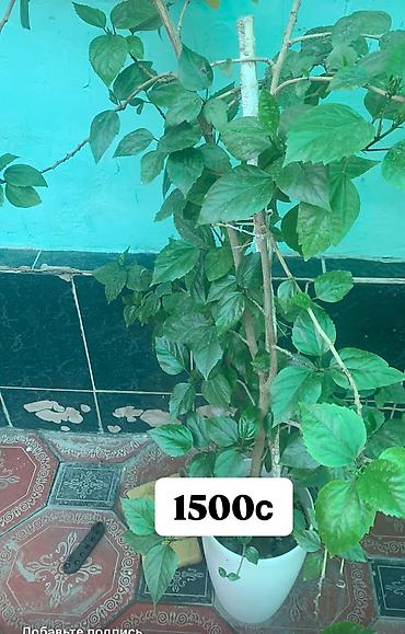 Фикусы: Комнатные и офисные цветы — 4