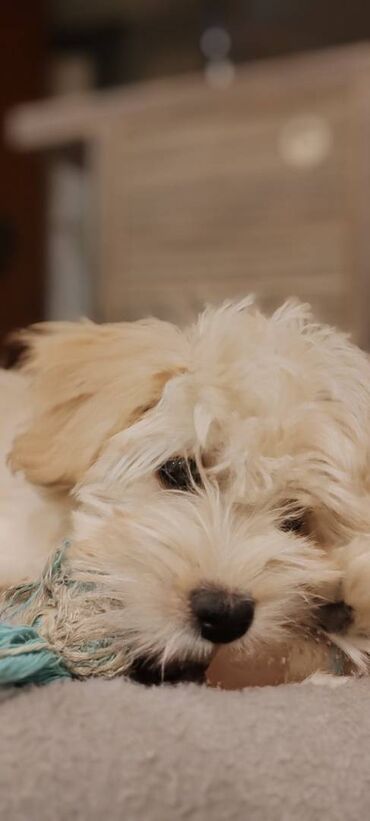 Psi: Na prodaju štene mužijaka havanskog bišona, izložbenog potencijala na lalafo.rs — 4 Psi: Na prodaju štene mužijaka havanskog bišona, izložbenog potencijala — 4