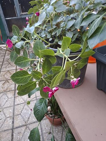 kalistamon gulu: Impatiens (Balsamin) saksı gülü – canlı çəhrayı çiçəklərlə - Bitki — 10
