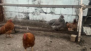 купить суточных цыплят бишкек: Продаю | Куры | Домашняя | Для разведения — 1