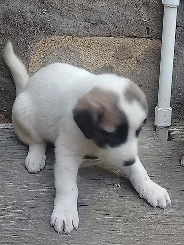 cütlük: 1 ay, Erkək, Pulsuz çatdırılma — 1