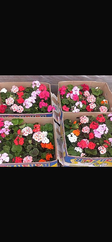 Каланхоэ: Комнатные цветы в горшках — готовые к украшению дома или офиса — 12