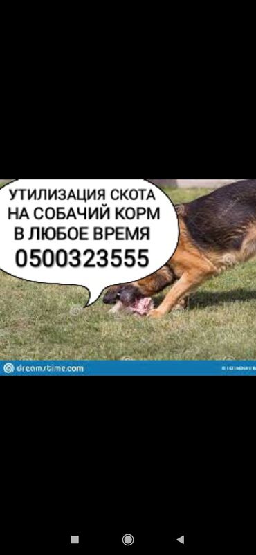 �������������� ���������� �� ���������������������������� �������������� в Кыргызстан | Куплю с/х животных: Возьму на корм собакам