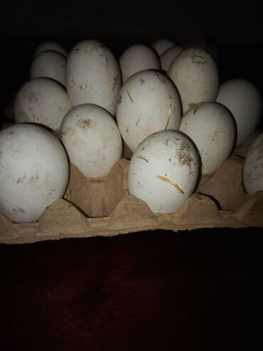 жугору кара балта: Продаю инкубационный яцо Гуся в Кара балте