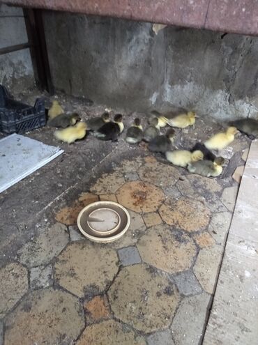 balaca qaz: Lal ördək 🦆 balası satılır 15 günlukdu qiymət biri 5 manat ünvan