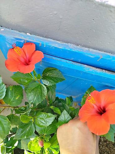 xoruz otu bitkisi: Qırmızı hibiskus (Çin qülü) – dekorativ çiçəkli ev və bağ bitkisi - — 3