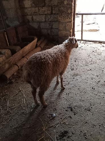 tula iti: Mazazirda suber kok dur kesmeli dir Təsvir: - Cins: yerli ət-yun — 2