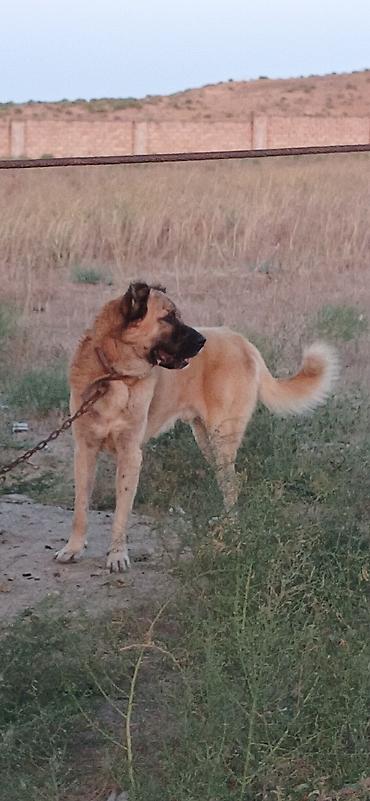toyuq satisi: Гурдбасар, 2 года, Самец, С прививками, Платная доставка — 7