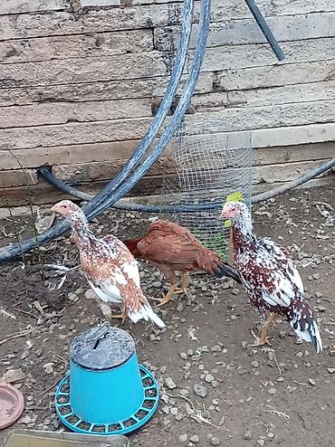 ördək balası haqqında məlumat: Toyuq, Yumurtalıq — 1