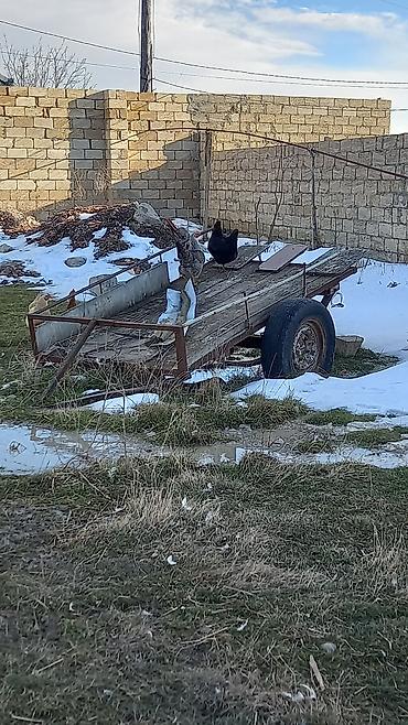 opel zafira b: Lada Niva 4x4, ağ rəngli, Xüsusiyyətlər: - Tam ötürücü (4x4) — 5