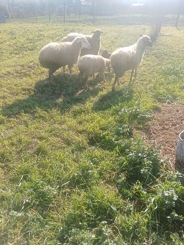 Qoyunlar, qoçlar: 1ci 2ci 4cü qardilar 470 deylir balali cidi şexsler zeng vursun -da lalafo.az — 6 Qoyunlar, qoçlar: 1ci 2ci 4cü qardilar 470 deylir balali cidi şexsler zeng vursun — 6
