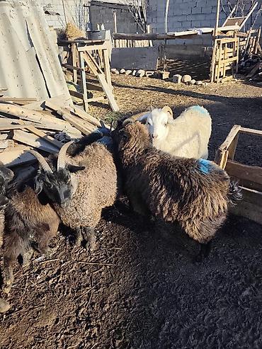 Козы, козлы: Продаю | Коза (самка), Козёл (самец), Козлёнок — 5