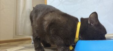 Pişiklər: Britan, Erkək, Yaxşı əllərə, Ünvandan götürmə — 5